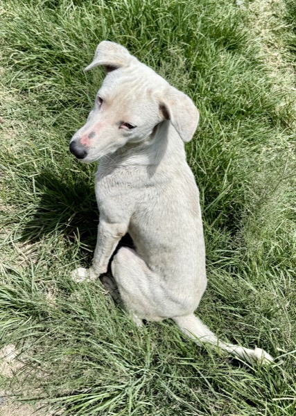 Skinny, a street dog in Guatemala
